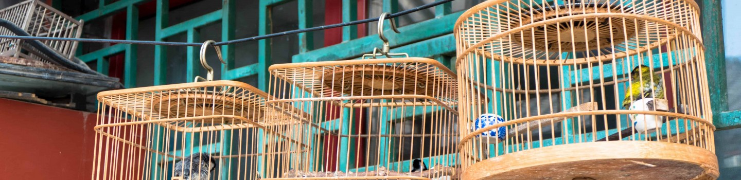 Les cages à oiseaux pékinoises