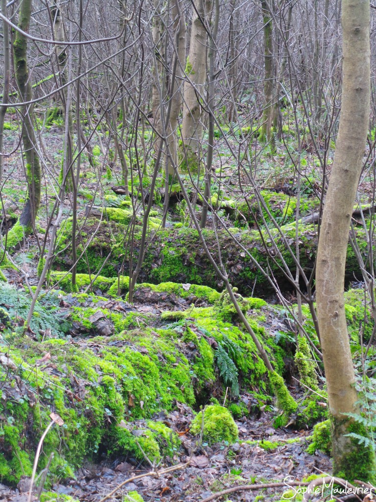 Wallace Museum Forest 