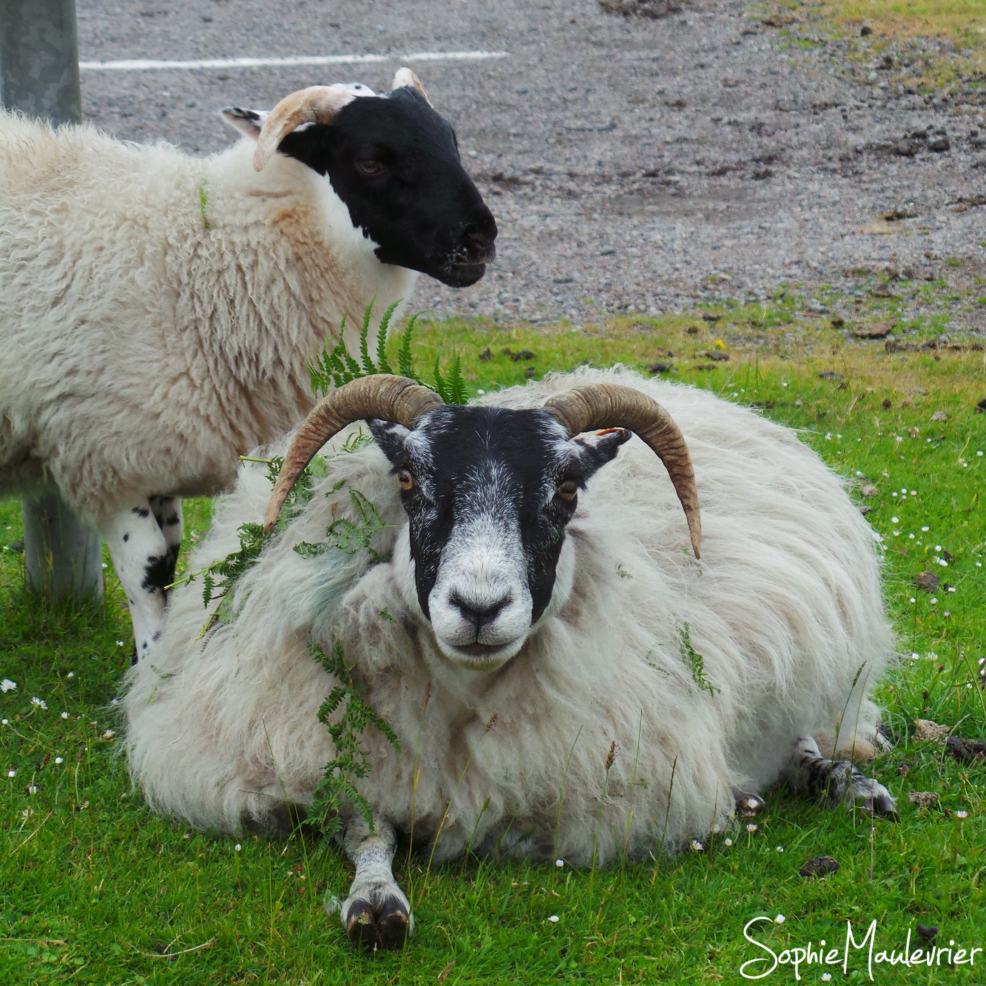 Les moutons de l'île de Mull rencontrés pendant notre road trip en Ecosse