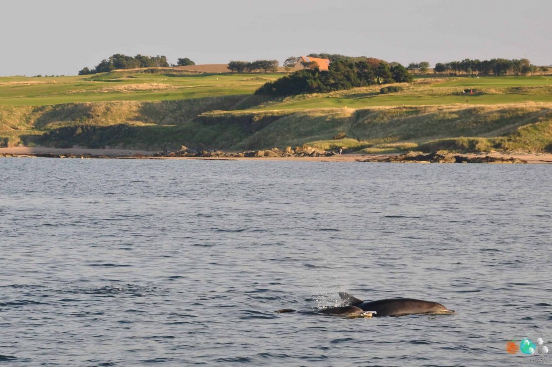 Dauphins vus à côté de North Berwick