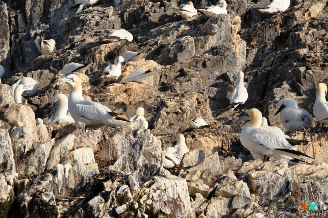 Fous de Bassan et leurs bébés sur le rocher de bass rock en Ecosse