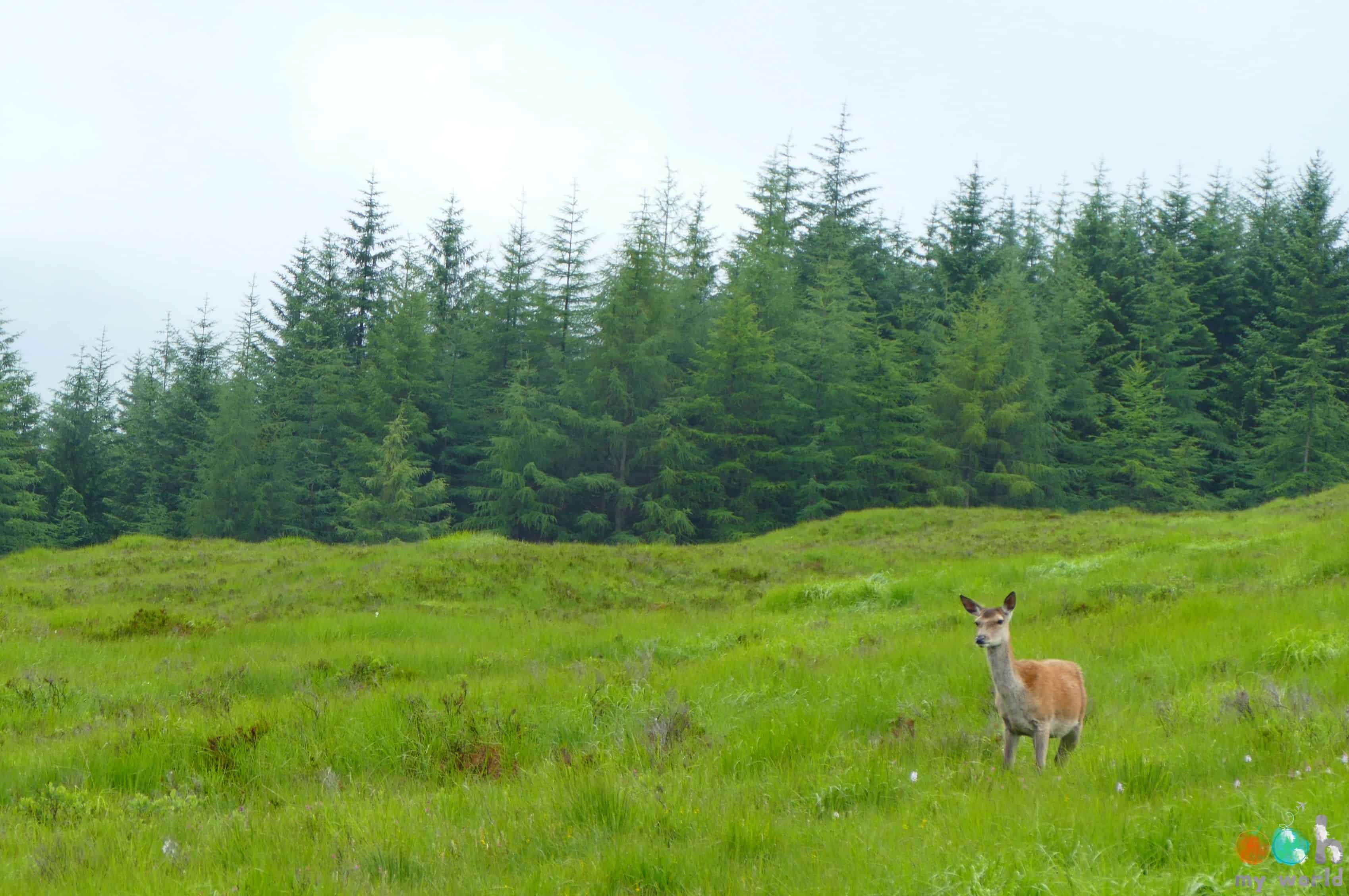Petite biche rencontrée sur la West Highland Way en Ecosse Petite biche rencontrée sur la West Highland Way en Ecosse