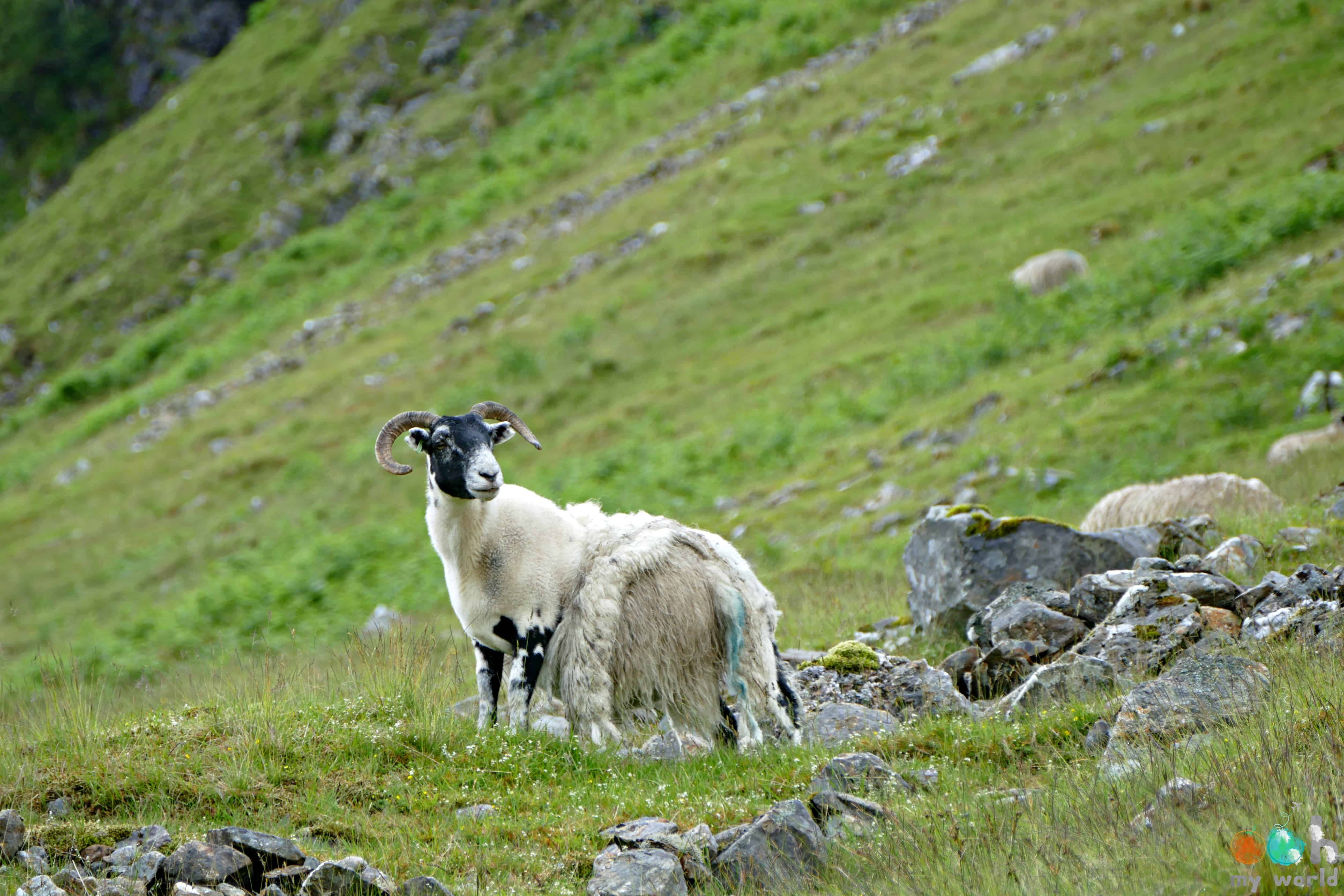 Les moutons de la West Highland Way Les moutons de la West Highland Way