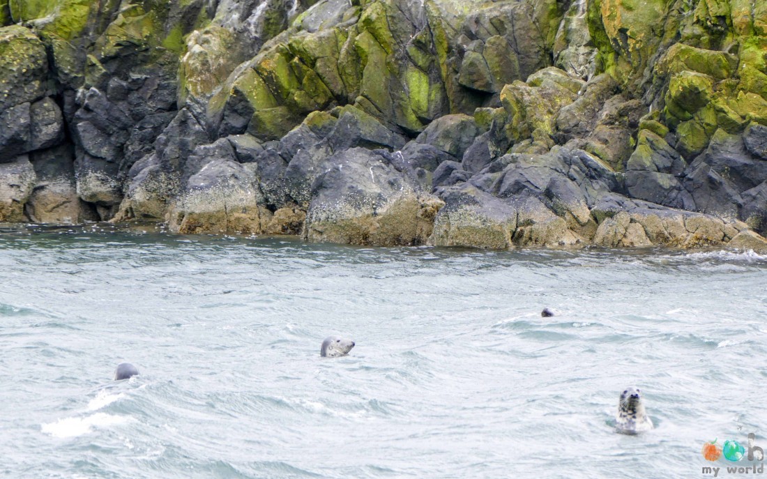 petites_tetes_de_phoques_ecossais