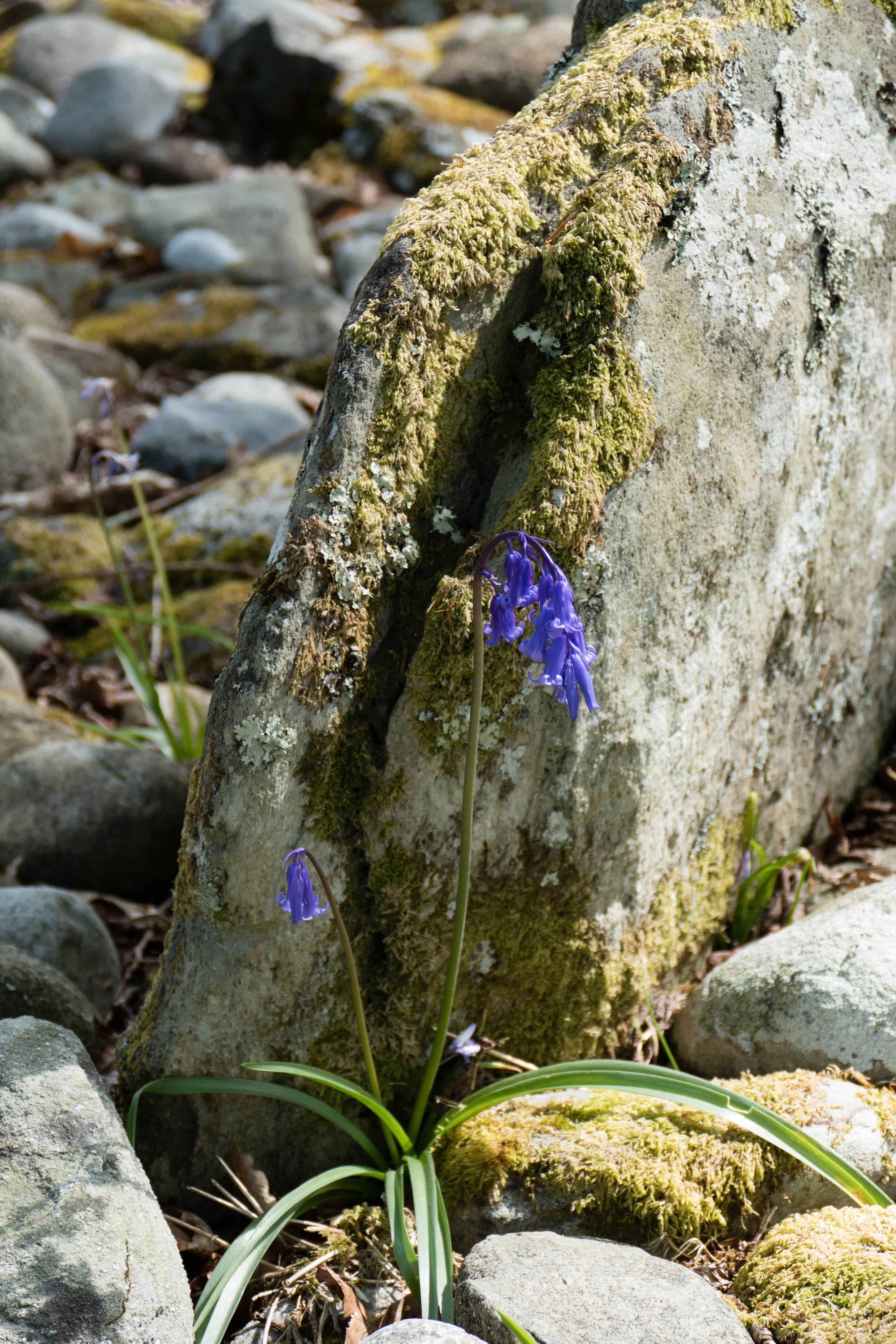 Jacinthe bleue