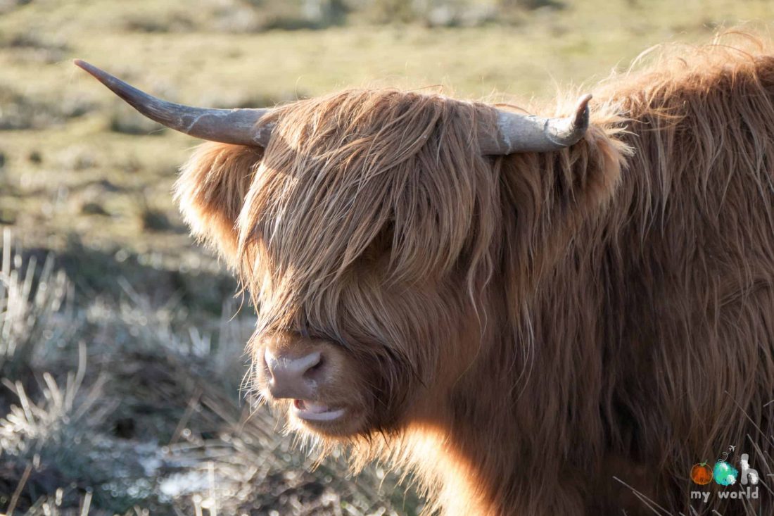 Vache des highlands sur l'île de Mull
